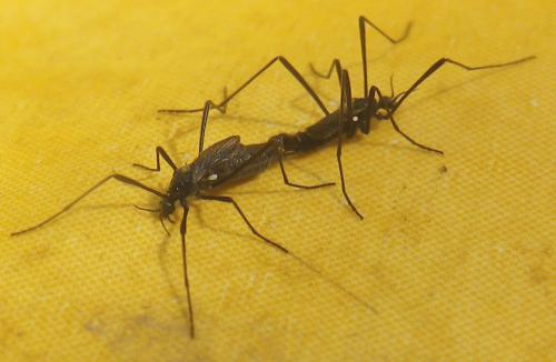 Molophilus ater